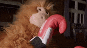 Boxing Orangutan GIF by Hansh