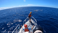 Mother Humpback Whale Tangled in Fishing Line Freed in Maui Waters
