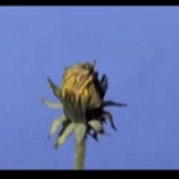GIF by The Videobook