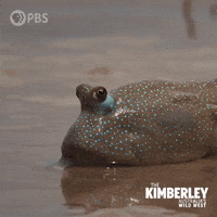 Wink Australia GIF by PBS