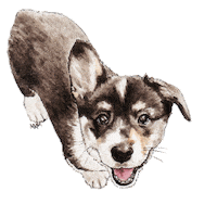 corgocollective happy dance dog dancing Sticker