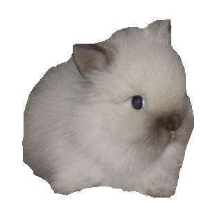 rabbit STICKER by imoji