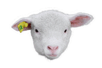 viozokat sheep viozokat βιοζωκατ viozokatgr Sticker