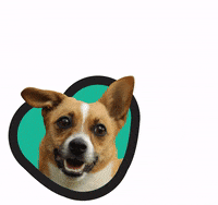dog love Sticker by Tales&Tails