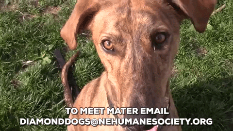 dog adopt GIF by Nebraska Humane Society 