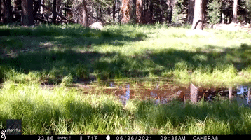 Bear Crawls Through Muddy Pond to Cool Down
