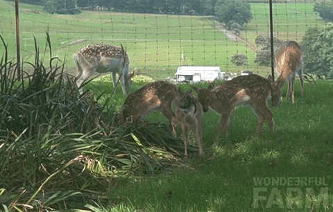 Baby Deer Fawns GIF by Wondeerful farm