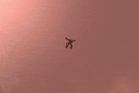 Transformers Prime GIF