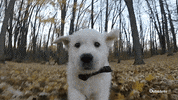 Video gif. A small white dog running towards us through a forest with fallen leaves.