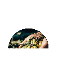 TenutaCesano organic puglia biologico olioevo Sticker