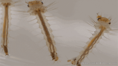 GIF by KQEDScience