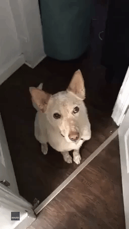 Taking the Lead: Rescue Dog Politely Tells Owner It's Time For a Walk