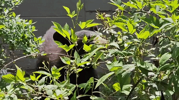 Bear Seen Feasting on Blueberry Bushes