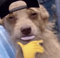 Hiphop Dog GIF