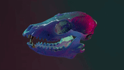 loop fox GIF