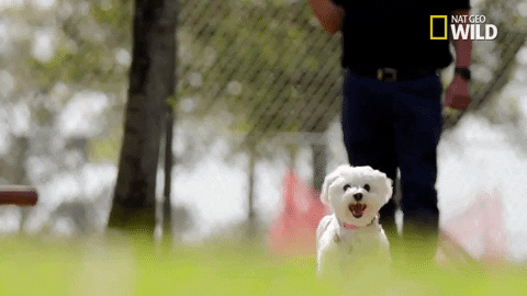 pupparazzi puppy potty face GIF by Nat Geo Wild