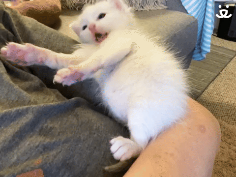 Kitten Nodding 