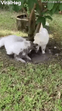 White Pups Play In Muddy Puddle GIF by ViralHog