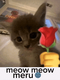 Cat Astana GIF