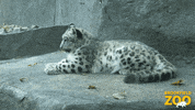 Tired Baby GIF by Brookfield Zoo