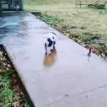Ice Fail GIF