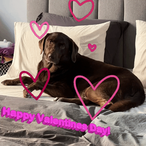 sarahdkatz giphyattribution valentines day happy valentines day GIF