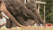 GIF by funk