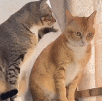 Orange Cat GIF