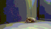 crab pretending GIF