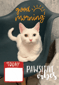 Good Morning GIF