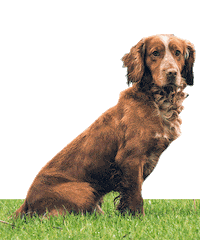 Dogs Life Duke Sticker by Jack Pyke
