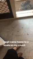 Woman Returns Home to Find Koala Using Her Couch as a Tree in South Australia