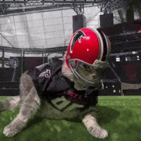 Cat Nfl GIF by Atlanta Falcons