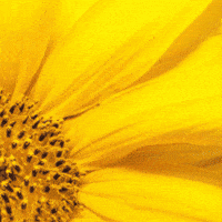 Blooming Flower Power GIF by TeaCosyFolk