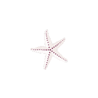 Shell Starfish Sticker by Kyte Baby
