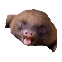 cutie sloth STICKER by imoji