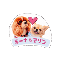 Cavalierkingcharlesspaniel Sticker