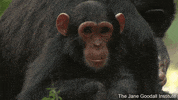 JaneGoodallInst animals nature wildlife chimp GIF