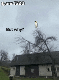 Penguin Mountains GIF