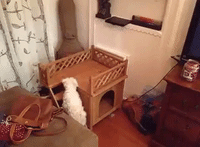 Pup Does Not Quite Understand Stairs