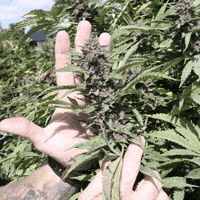 Plant Grow GIF by Exclusive Brands