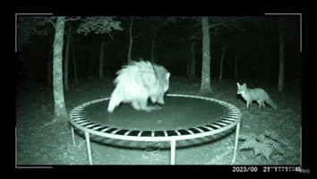 Jumping Wild Life GIF by Respective