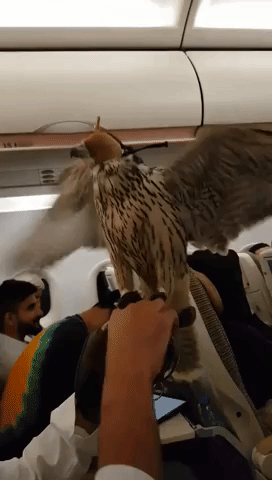 Airline Passenger Captures Moment Falcon in Cabin Spreads its Wings During Takeoff