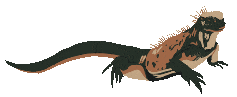 LaPageDeCam giphyupload tropical lizard iguana Sticker
