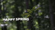 Flower GIF by JC Property Professionals
