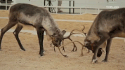 viceland GIF by Hamilton's Pharmacopeia