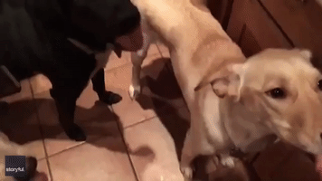 Rescue Dogs Enjoy Some Peanut Butter From Shared Spoon