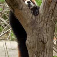 Happy Fun GIF by San Diego Zoo Wildlife Alliance