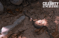 Imacelebrityau GIF by I'm A Celebrity... Get Me Out Of Here! Australia