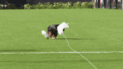 Dog Running GIF by American Kennel Club